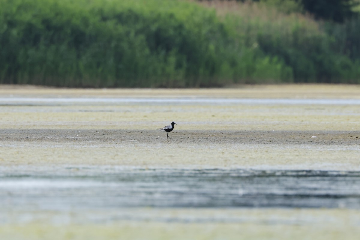 Black-bellied Plover - ML621132899