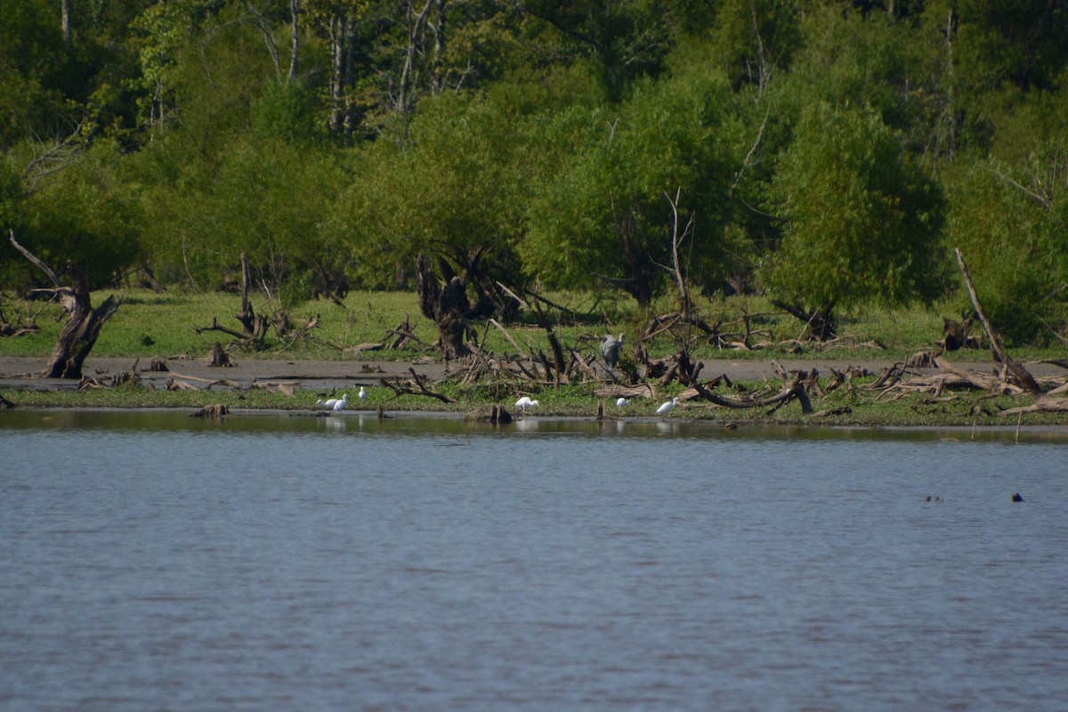 Snowy Egret - ML621132905