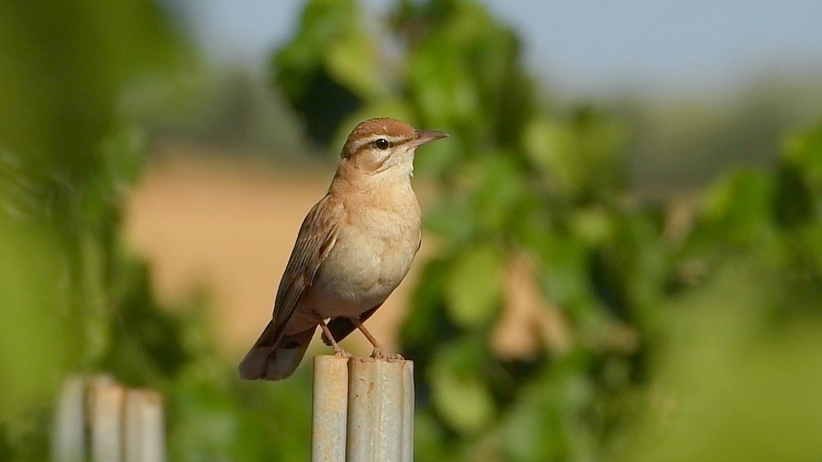 Rufous-tailed Scrub-Robin - ML621132983