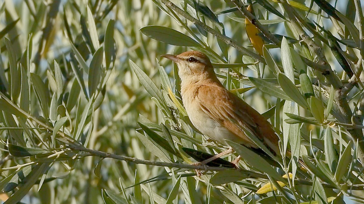 Rufous-tailed Scrub-Robin - ML621132984