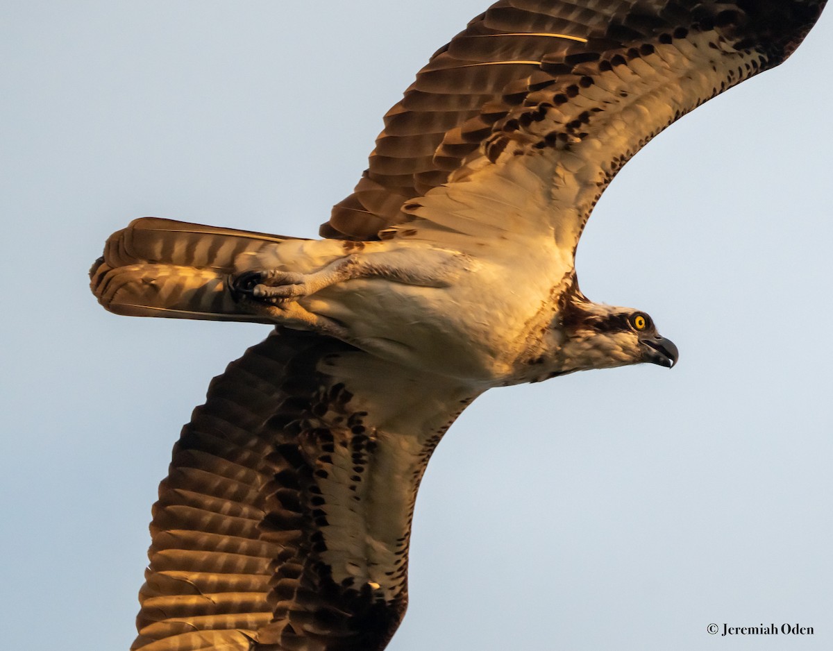 Osprey - Jeremiah Oden