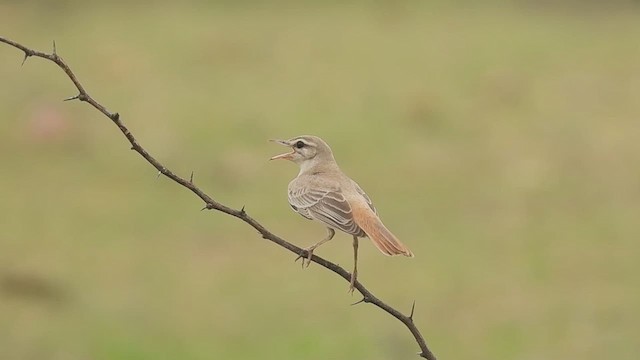 Rufous-tailed Scrub-Robin - ML621133018