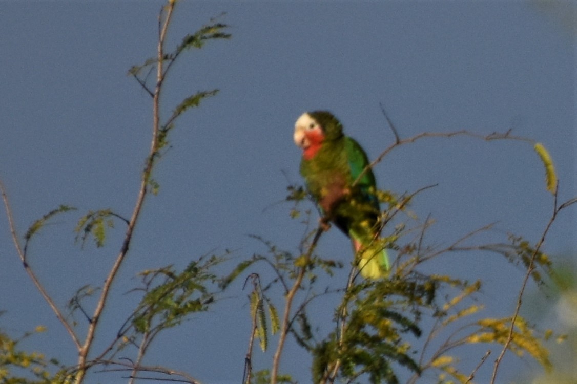 Cuban Parrot - ML621133024