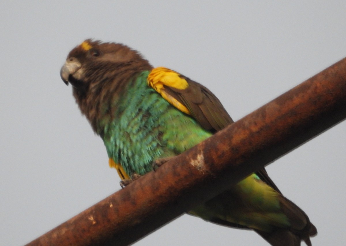 papoušek žlutotemenný - ML621133026