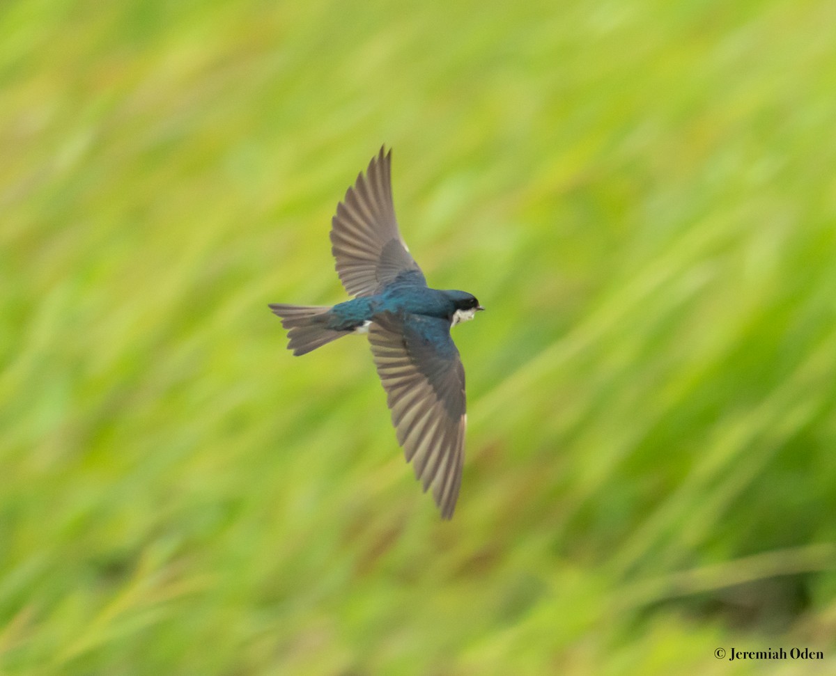 Tree Swallow - ML621133044