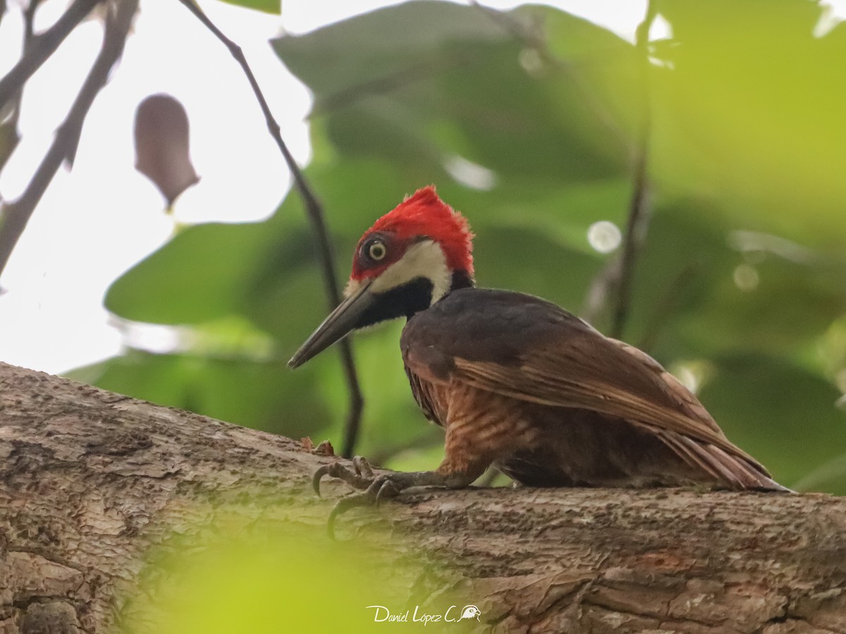 Guayaquil Woodpecker - ML621133073