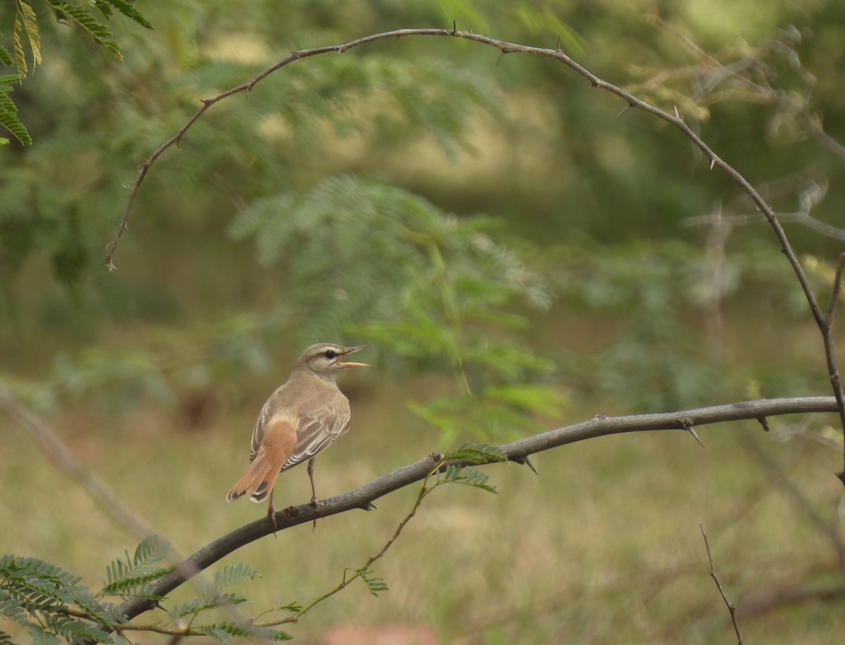 Rufous-tailed Scrub-Robin - ML621133075