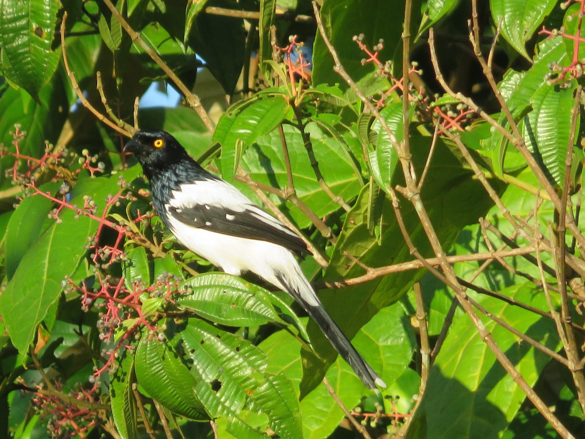 Magpie Tanager - ML621133081