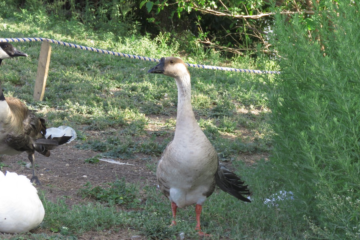 Swan Goose (Domestic type) - ML621133175