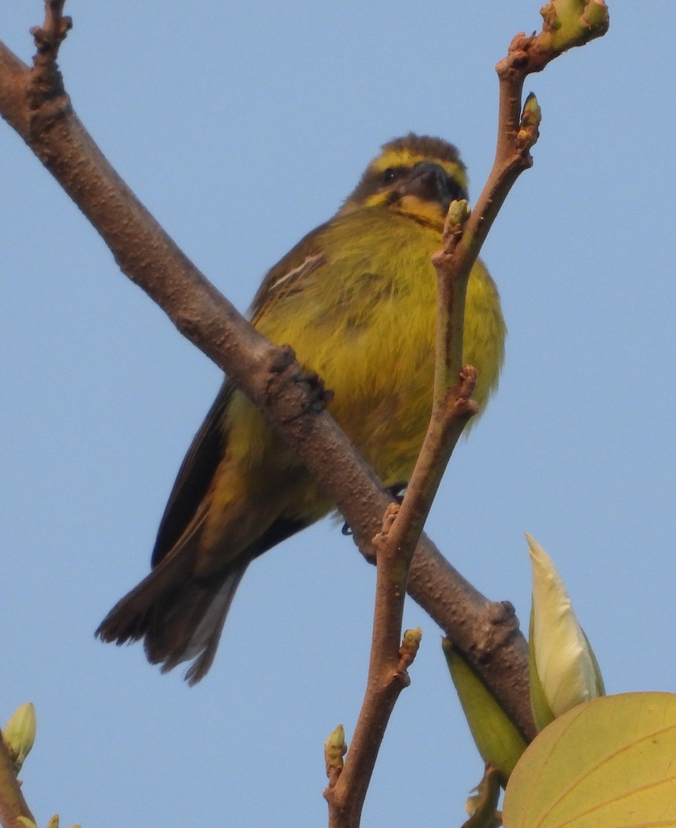 Yellow-fronted Canary - ML621133177