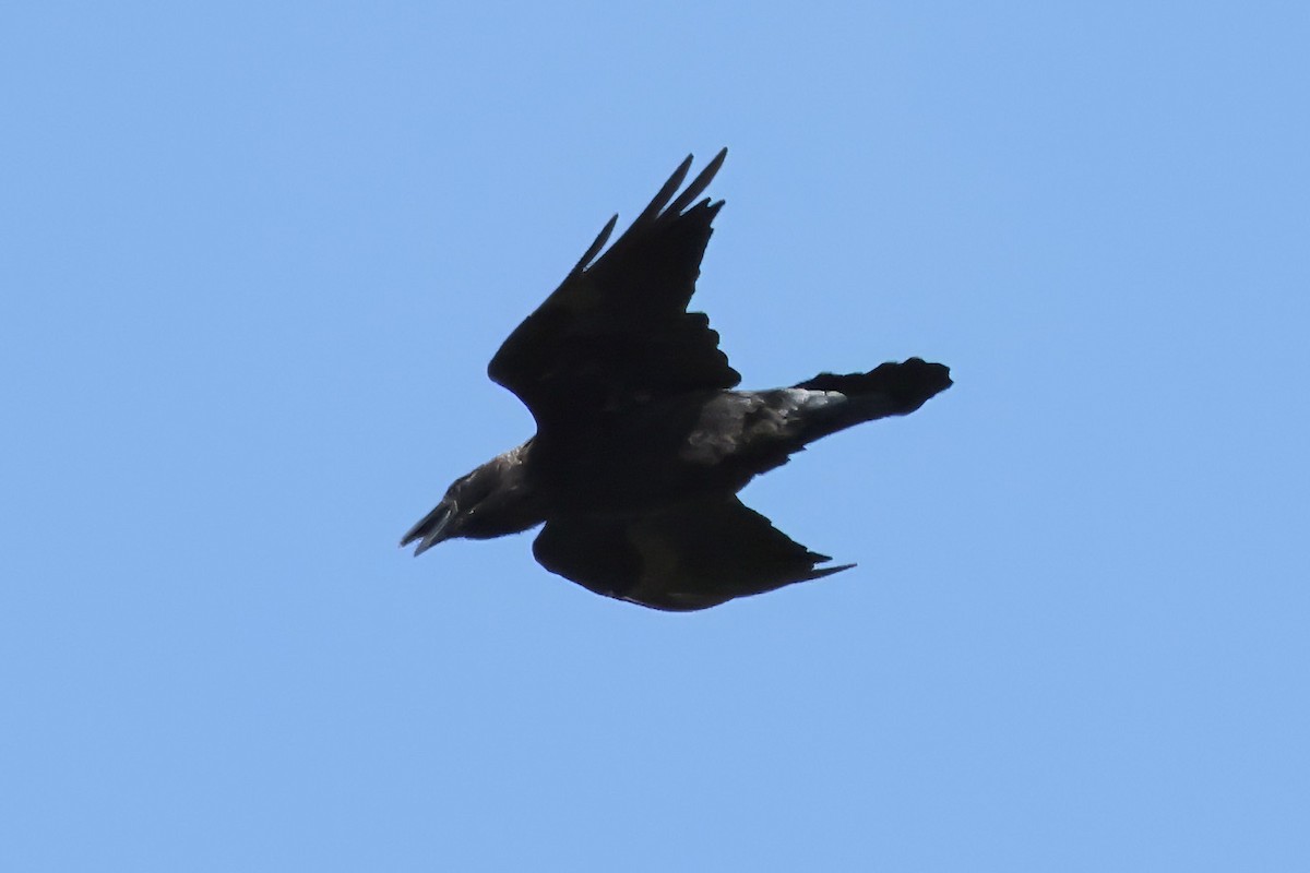 Common Raven - ML621133202