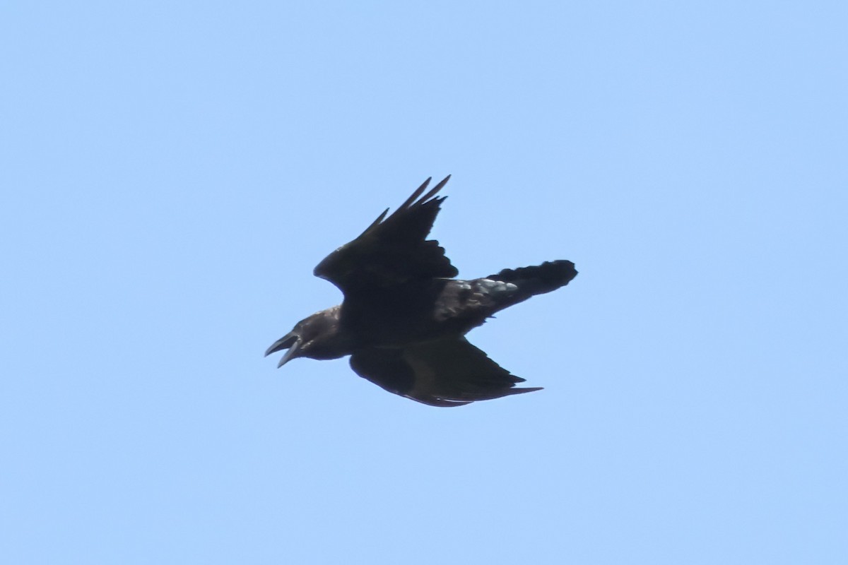 Common Raven - ML621133206