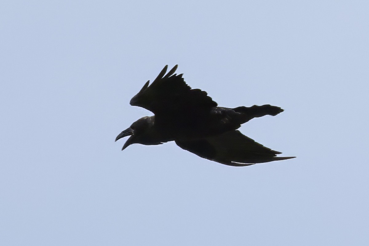 Common Raven - ML621133212