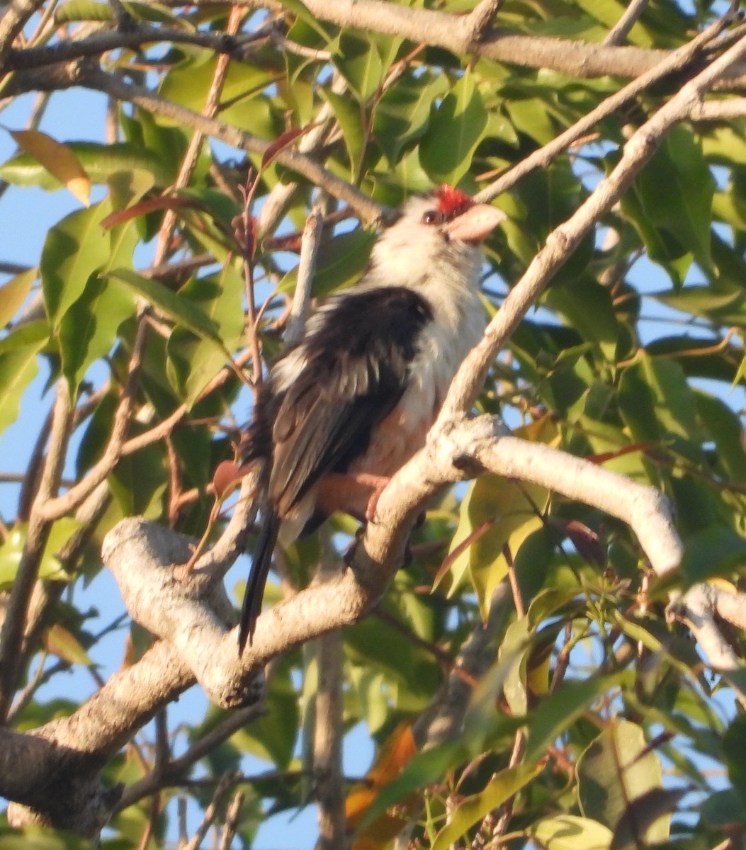 Black-backed Barbet - ML621133213