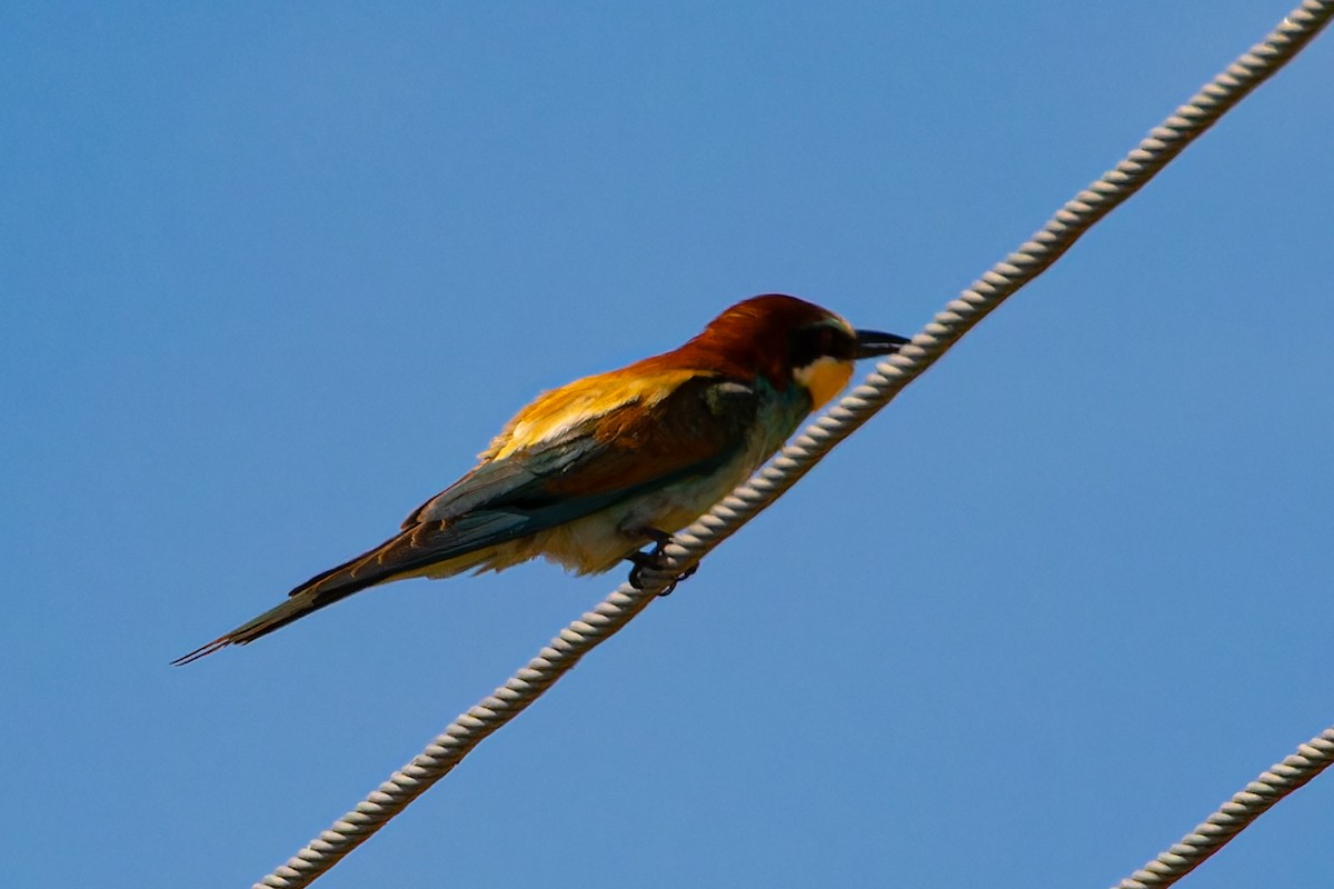 European Bee-eater - ML621133246