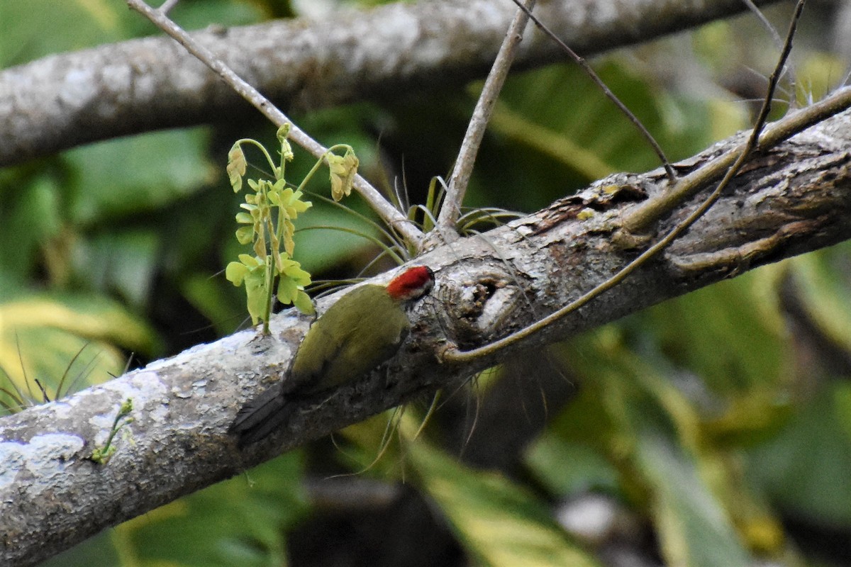Cuban Green Woodpecker - ML621133281