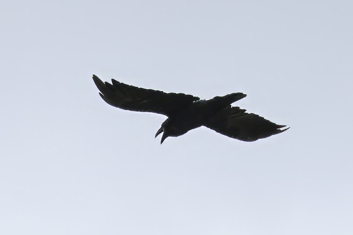 Common Raven - ML621133283
