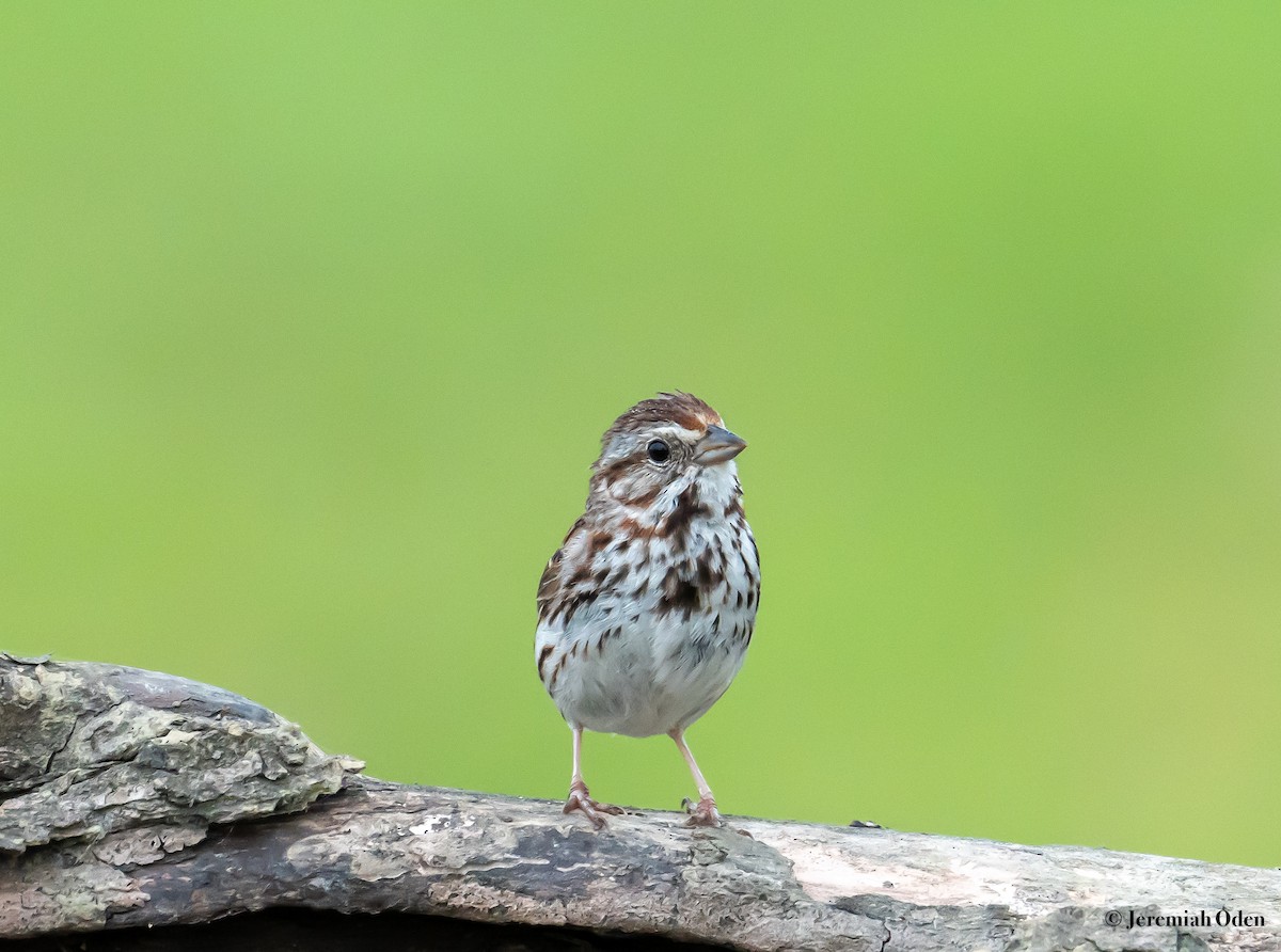 Song Sparrow - ML621133285