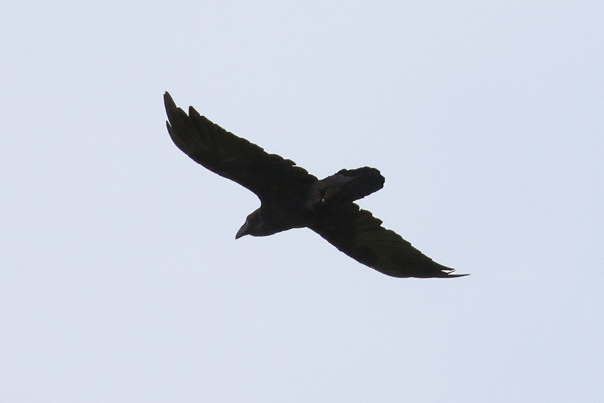 Common Raven - ML621133290