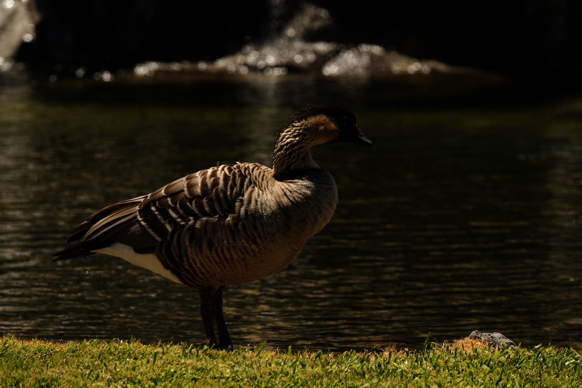 Hawaiian Goose - ML621133297