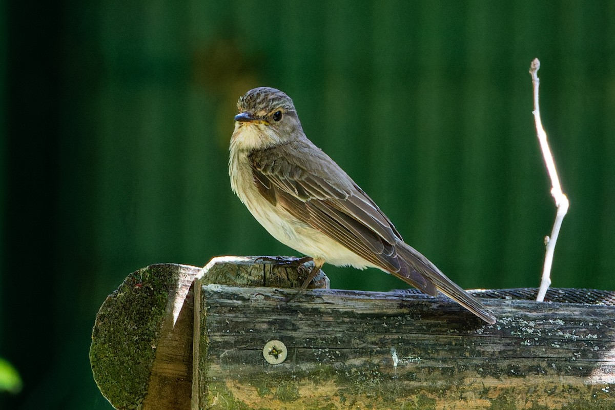 Spotted Flycatcher - ML621133311