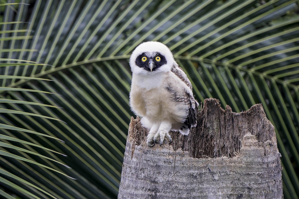 Spectacled Owl - ML621133315