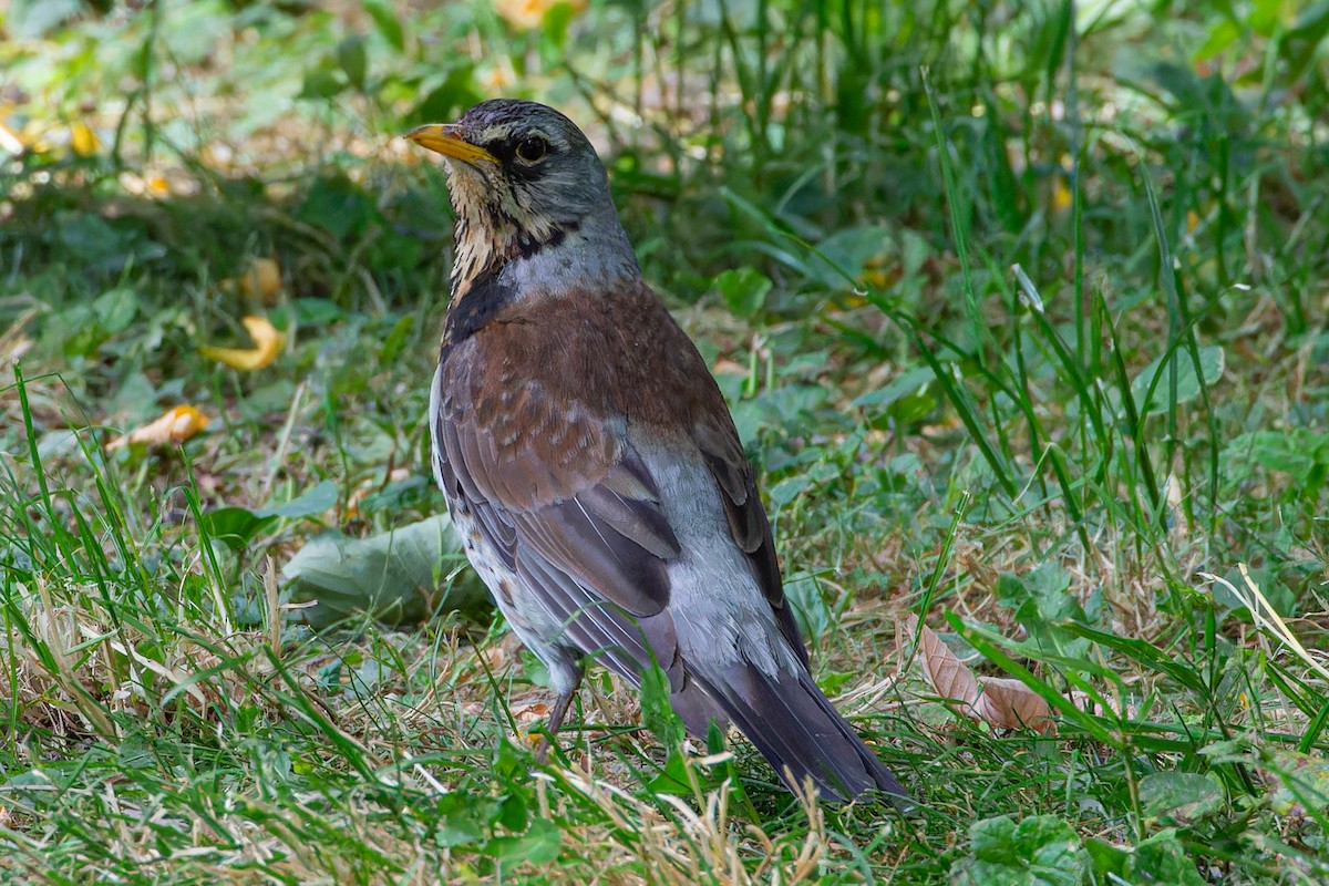 Fieldfare - ML621133322