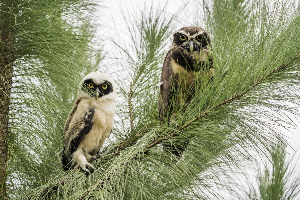 Spectacled Owl - ML621133350