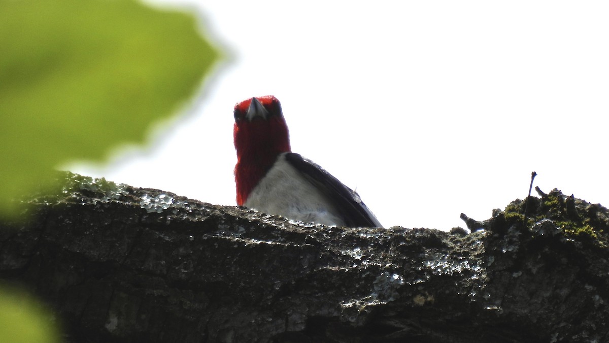 Red-headed Woodpecker - Kaia Greenberg