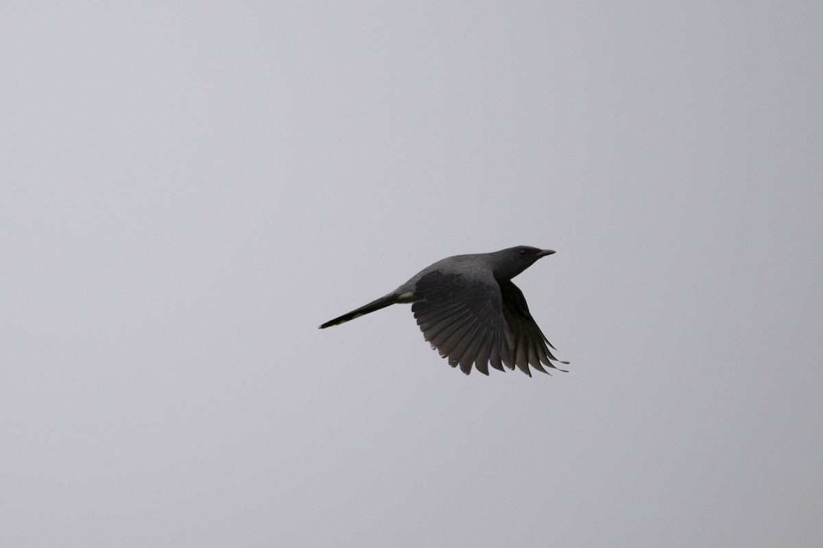 Black-winged Cuckooshrike - ML621133369
