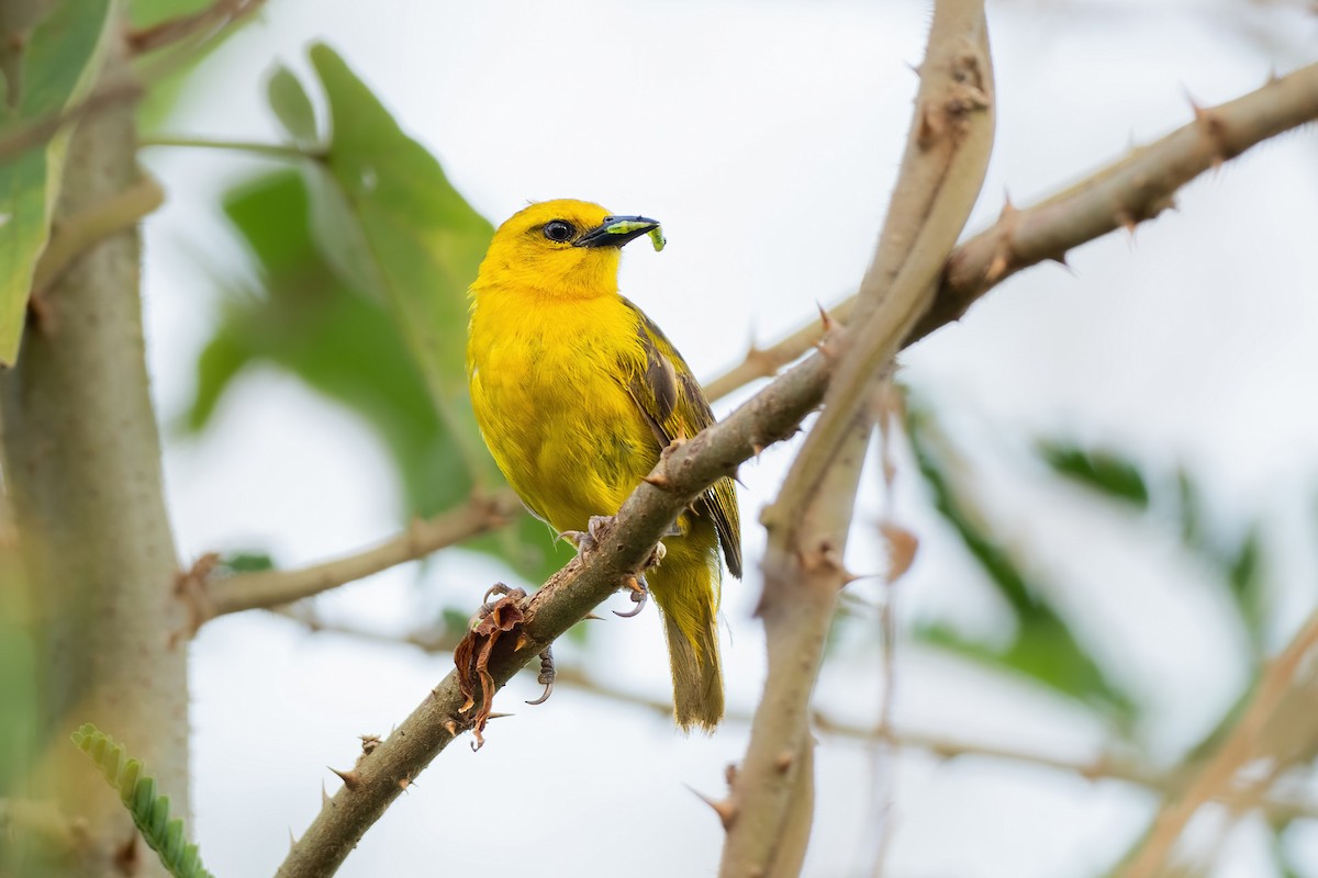 Slender-billed Weaver - ML621133373