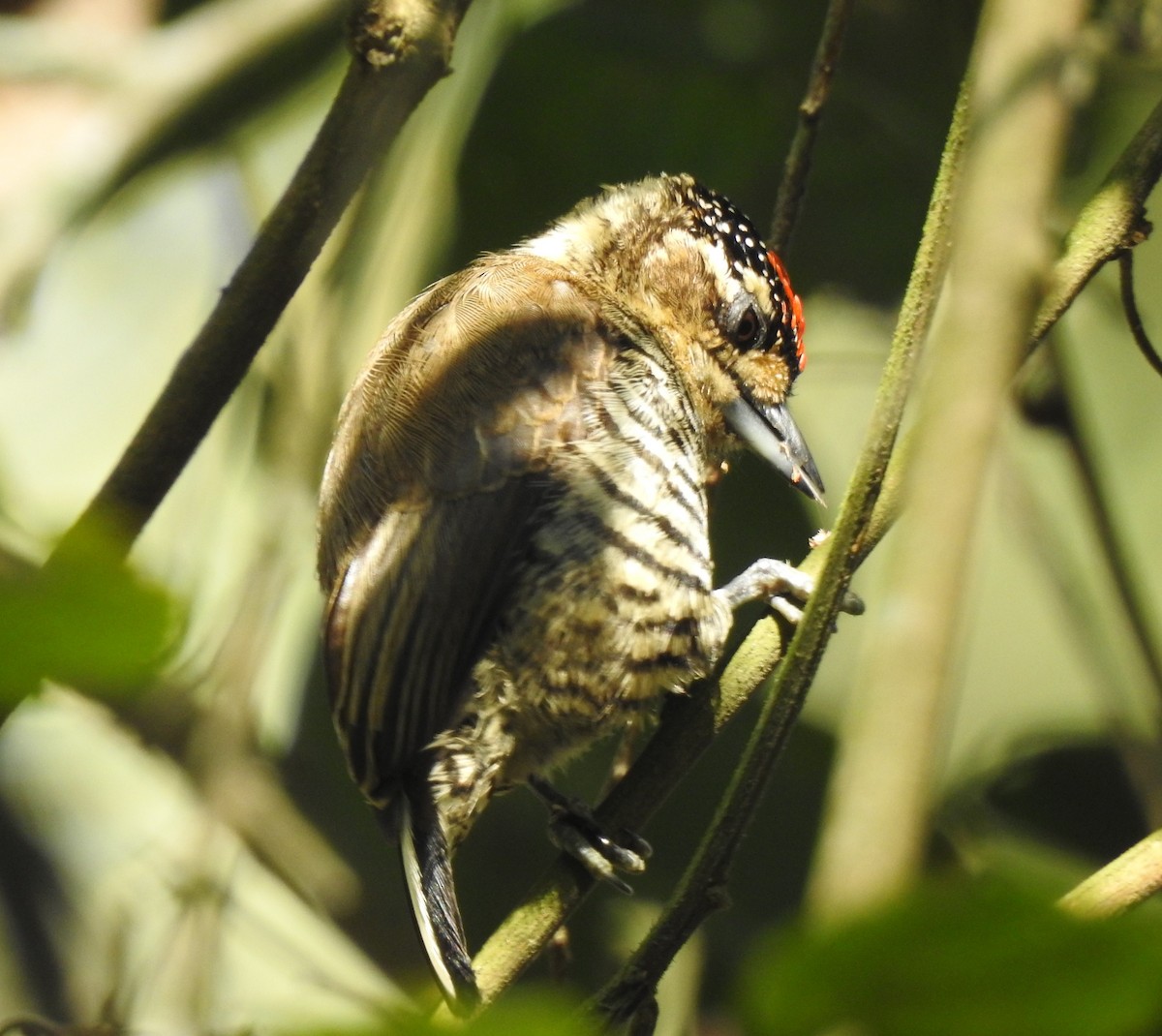 White-barred Piculet - ML621133495