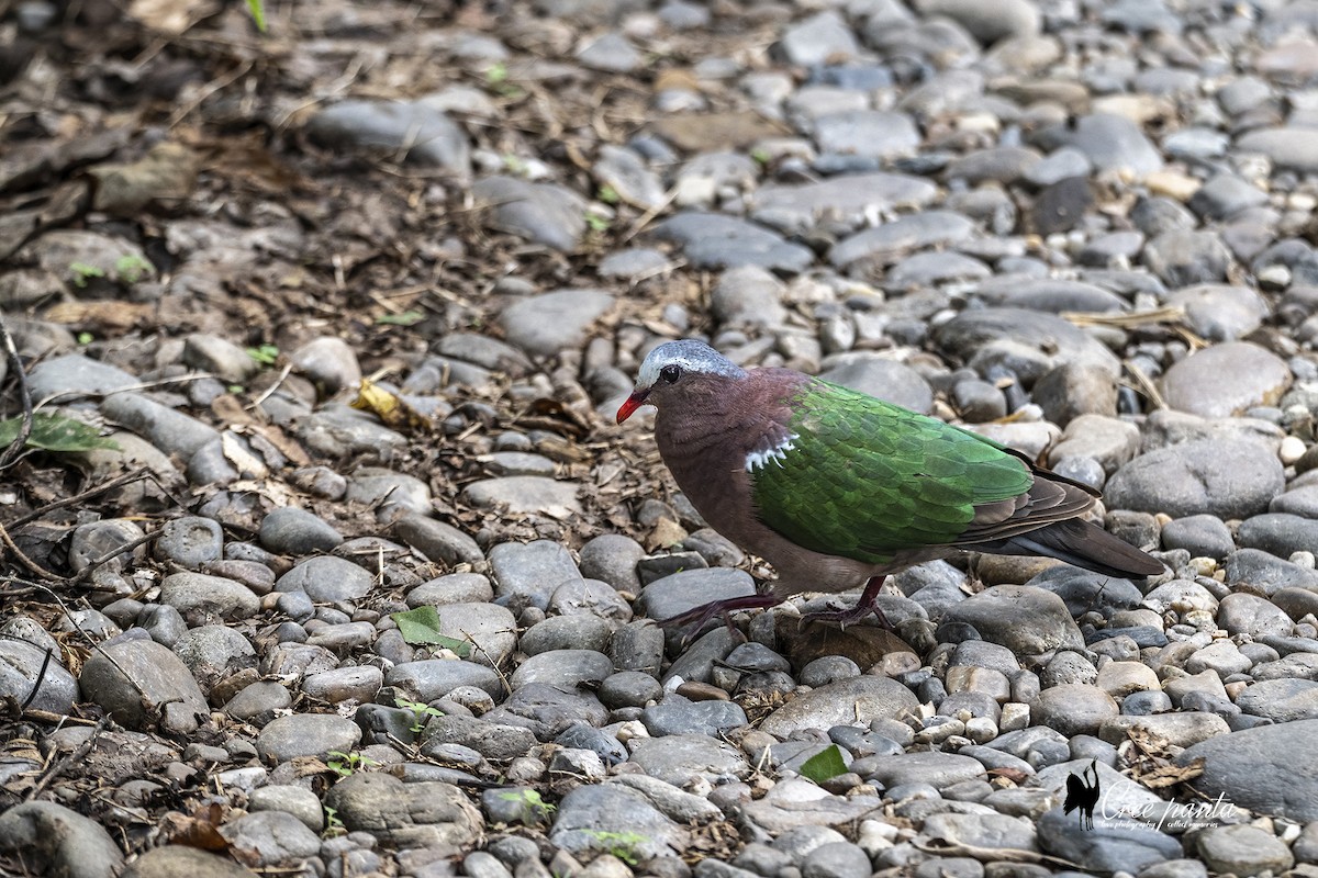 holub zelenokřídlý - ML621133501