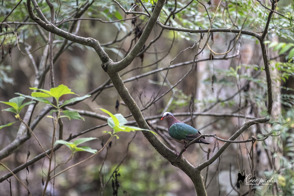 holub zelenokřídlý - ML621133504