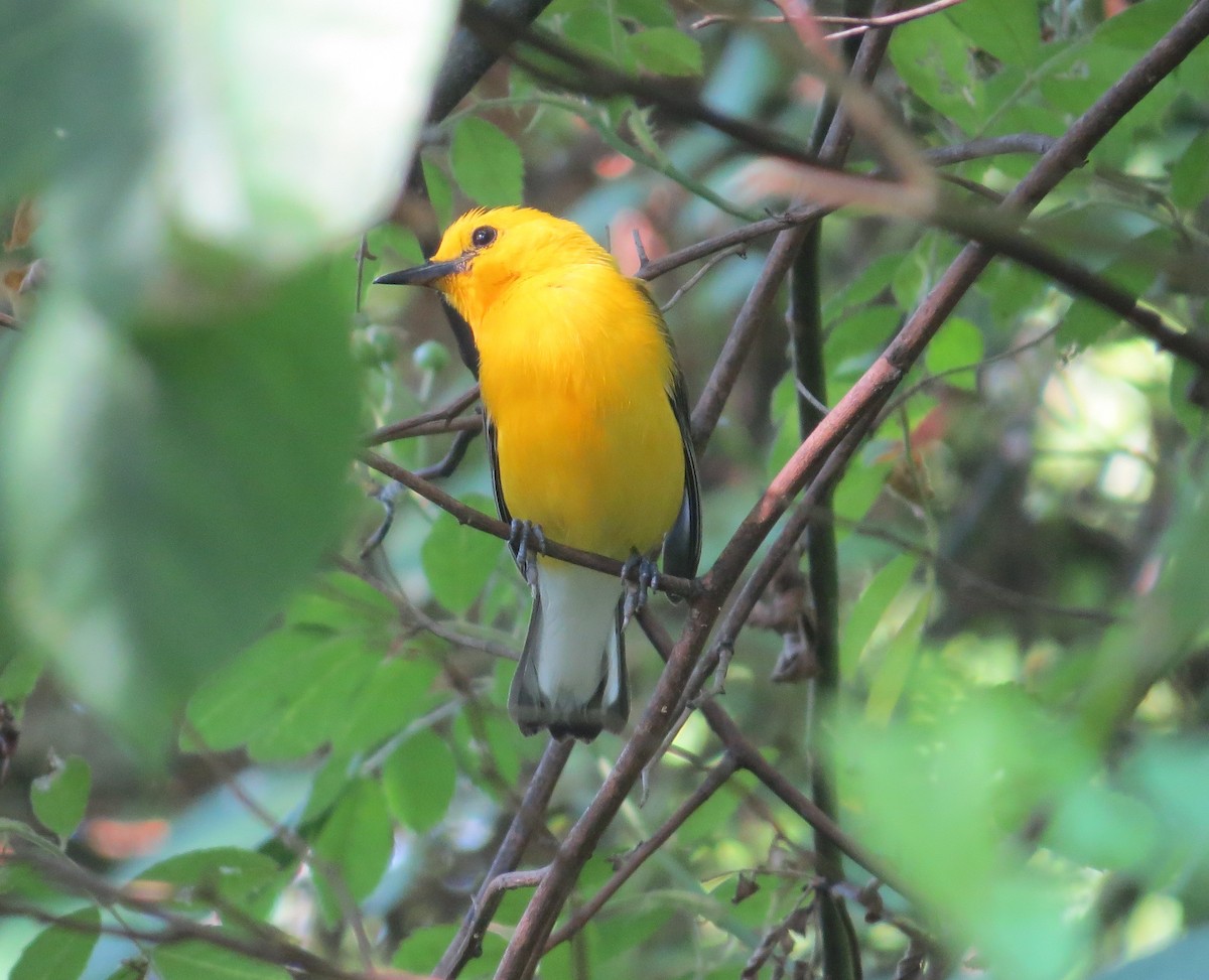 Prothonotary Warbler - ML621133558