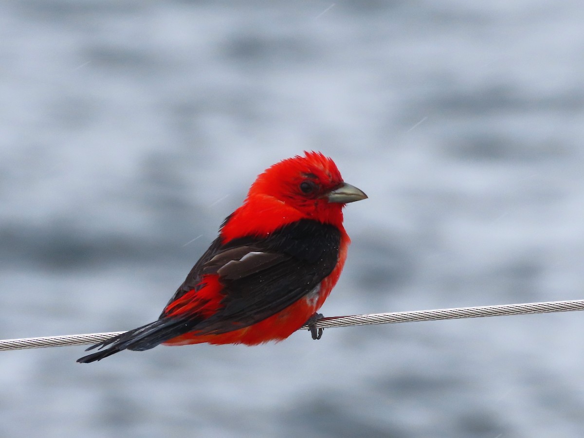 Scarlet Tanager - ML621133563