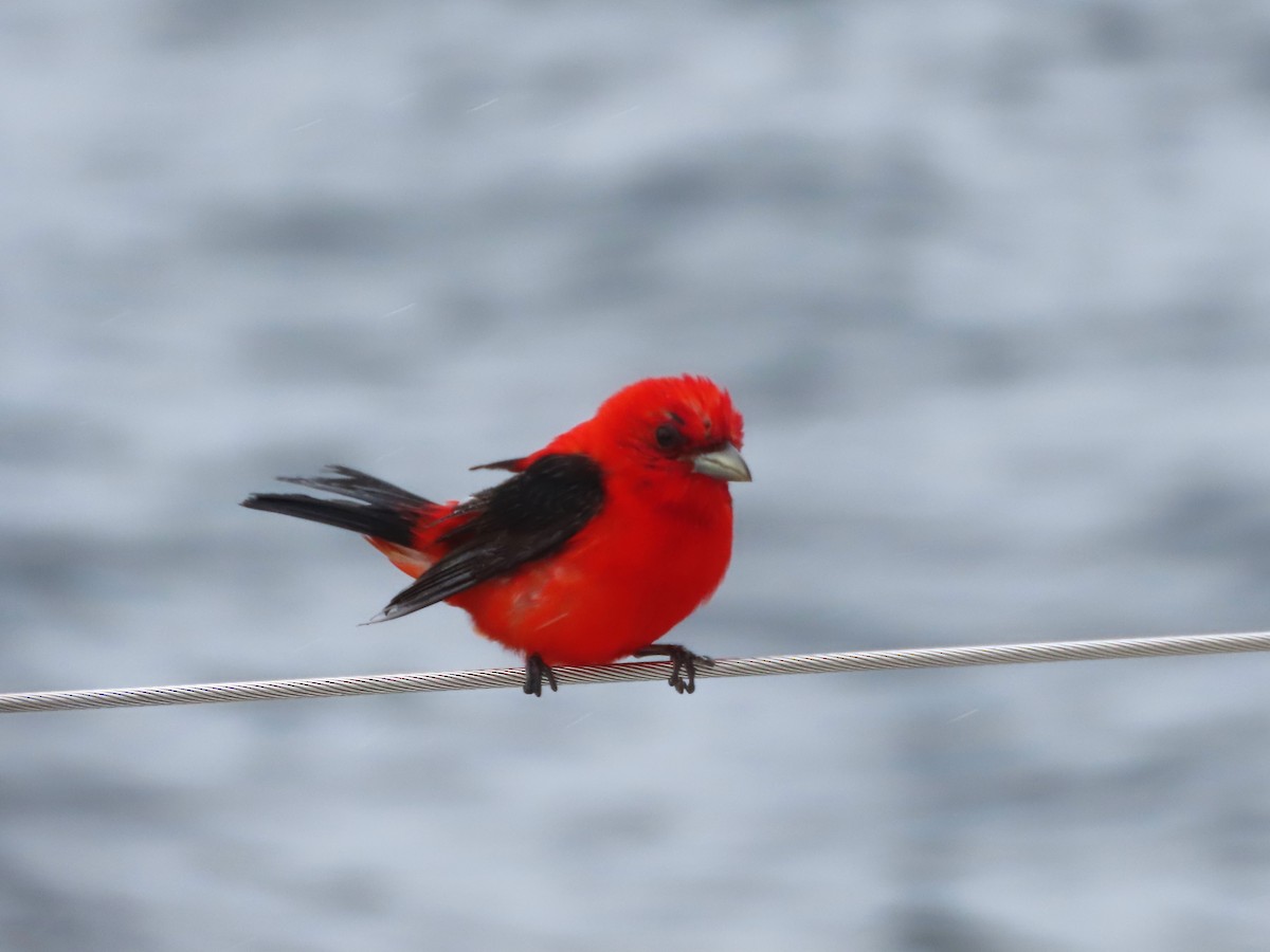 Scarlet Tanager - ML621133564