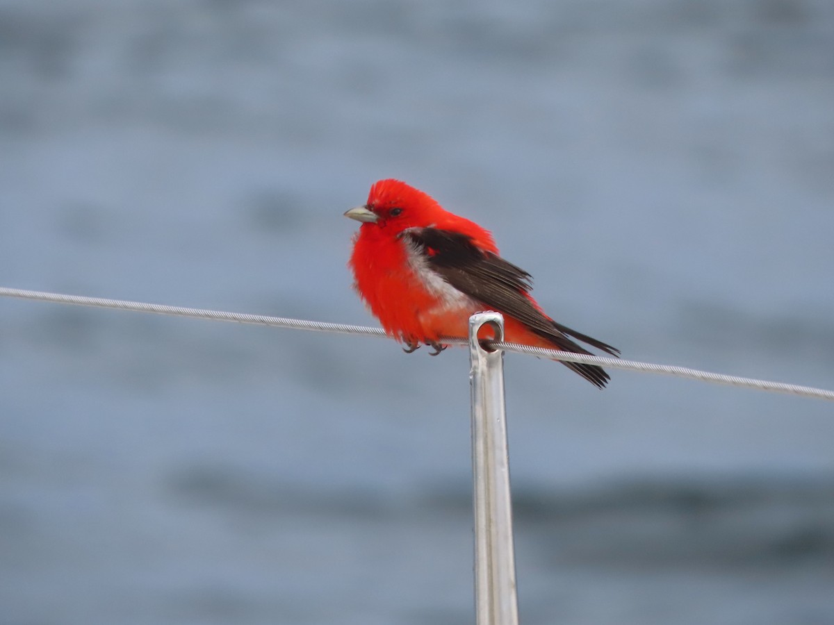 Scarlet Tanager - ML621133571