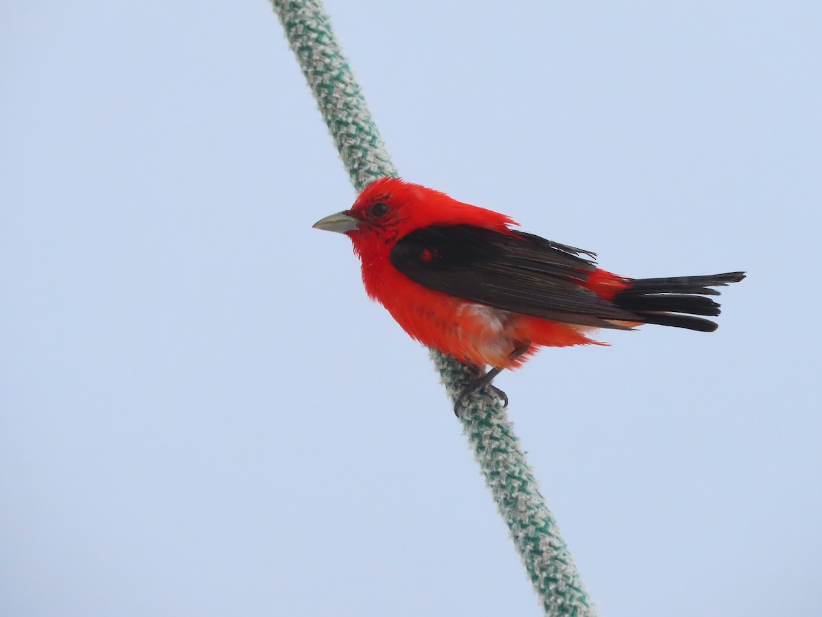 Scarlet Tanager - ML621133572