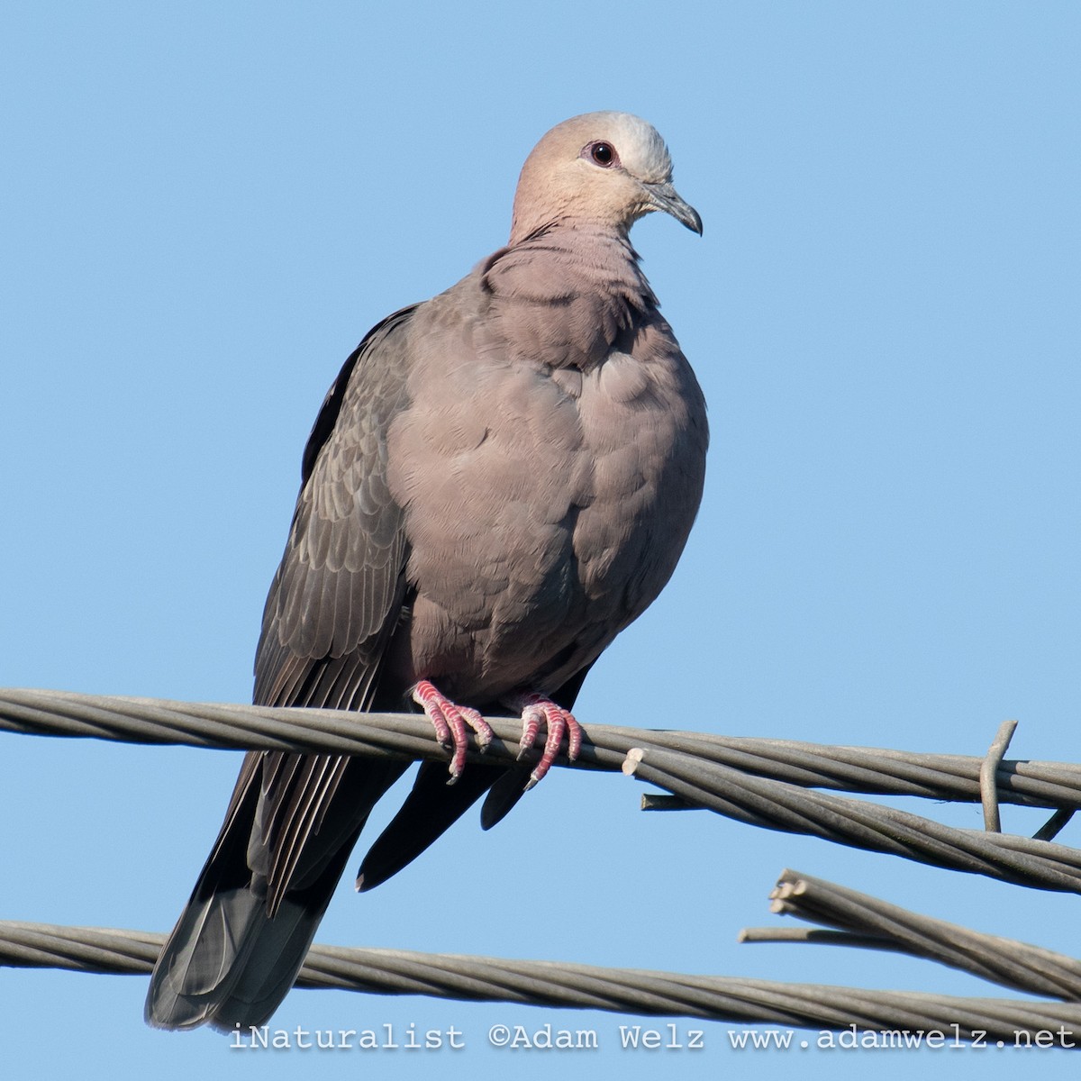 Red-eyed Dove - ML621133580