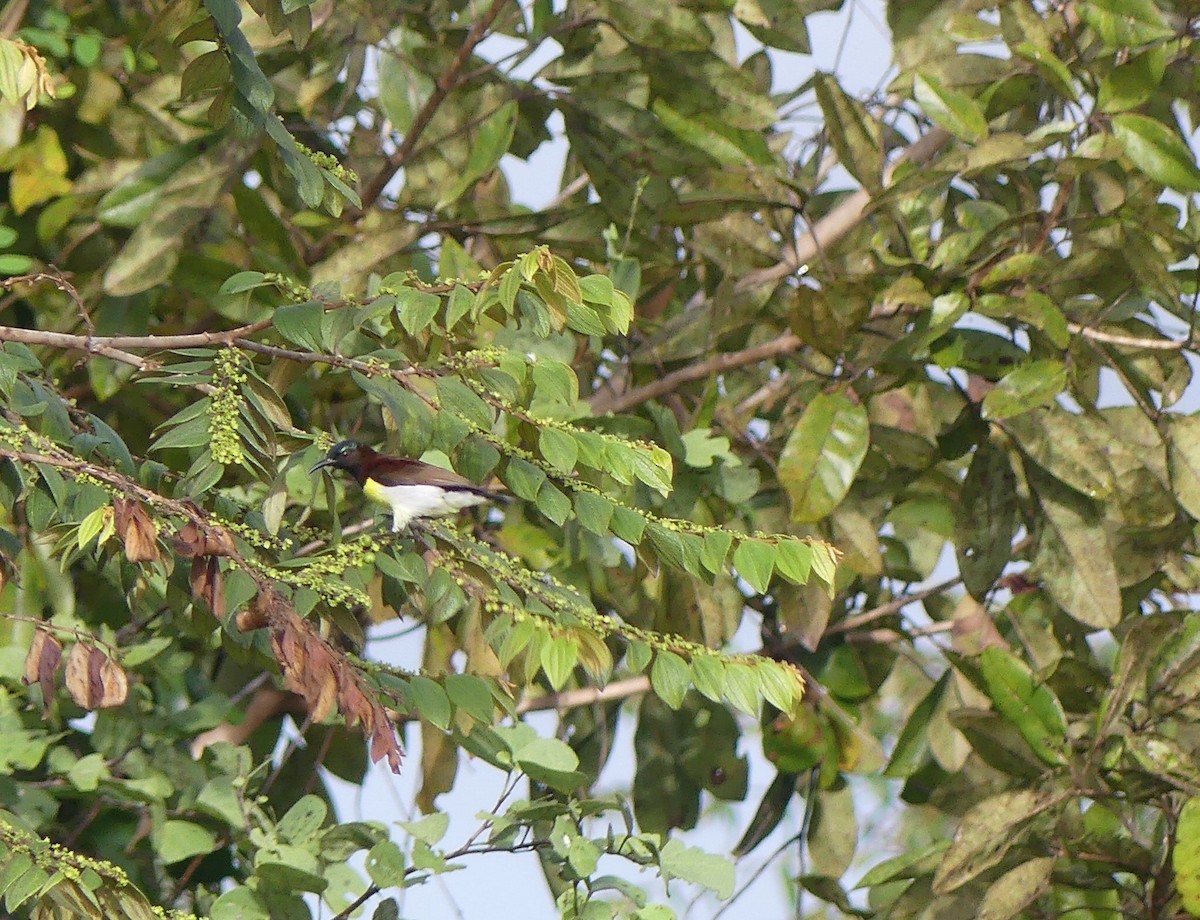 Purple-rumped Sunbird - ML621133612