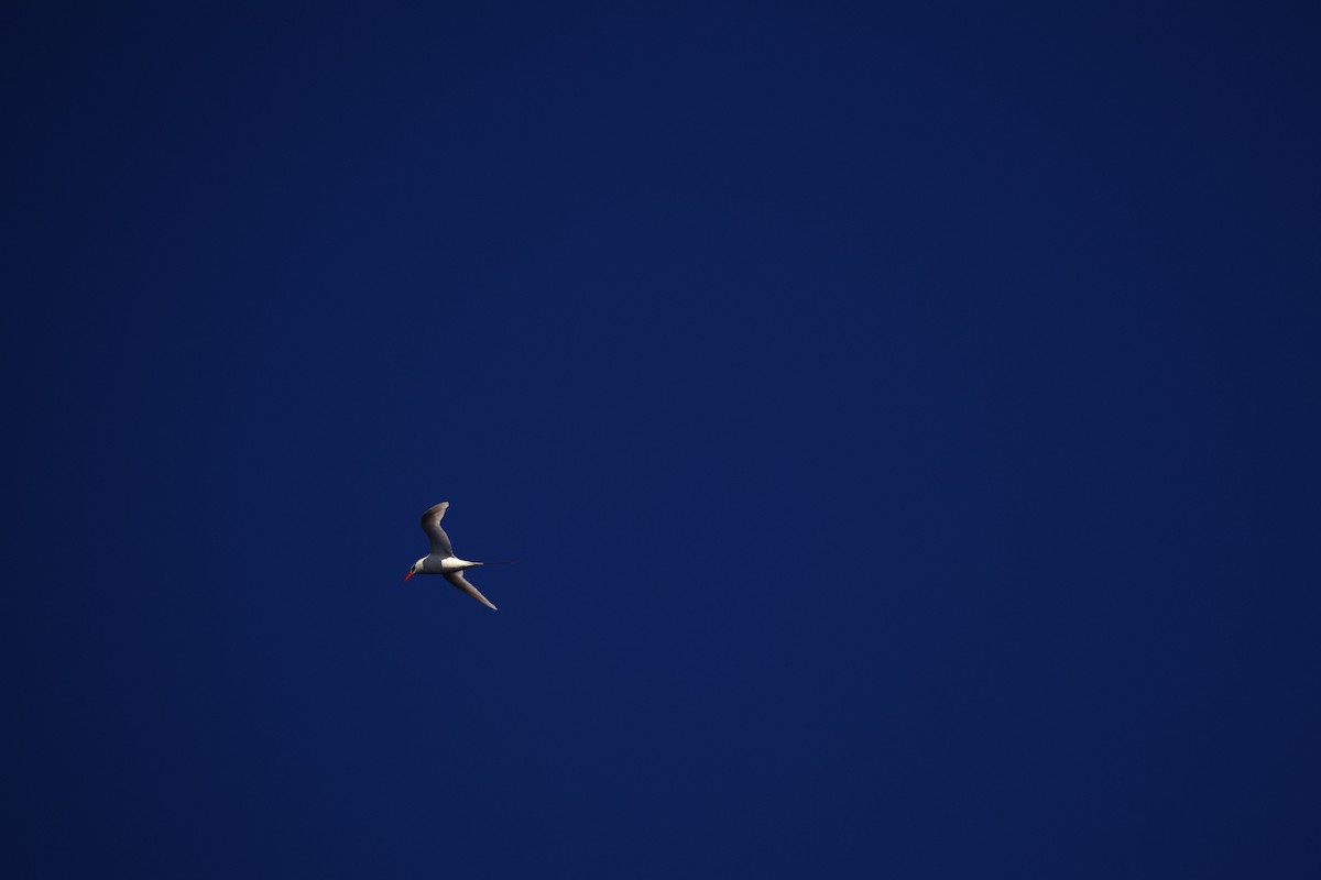 Red-tailed Tropicbird - ML621133622