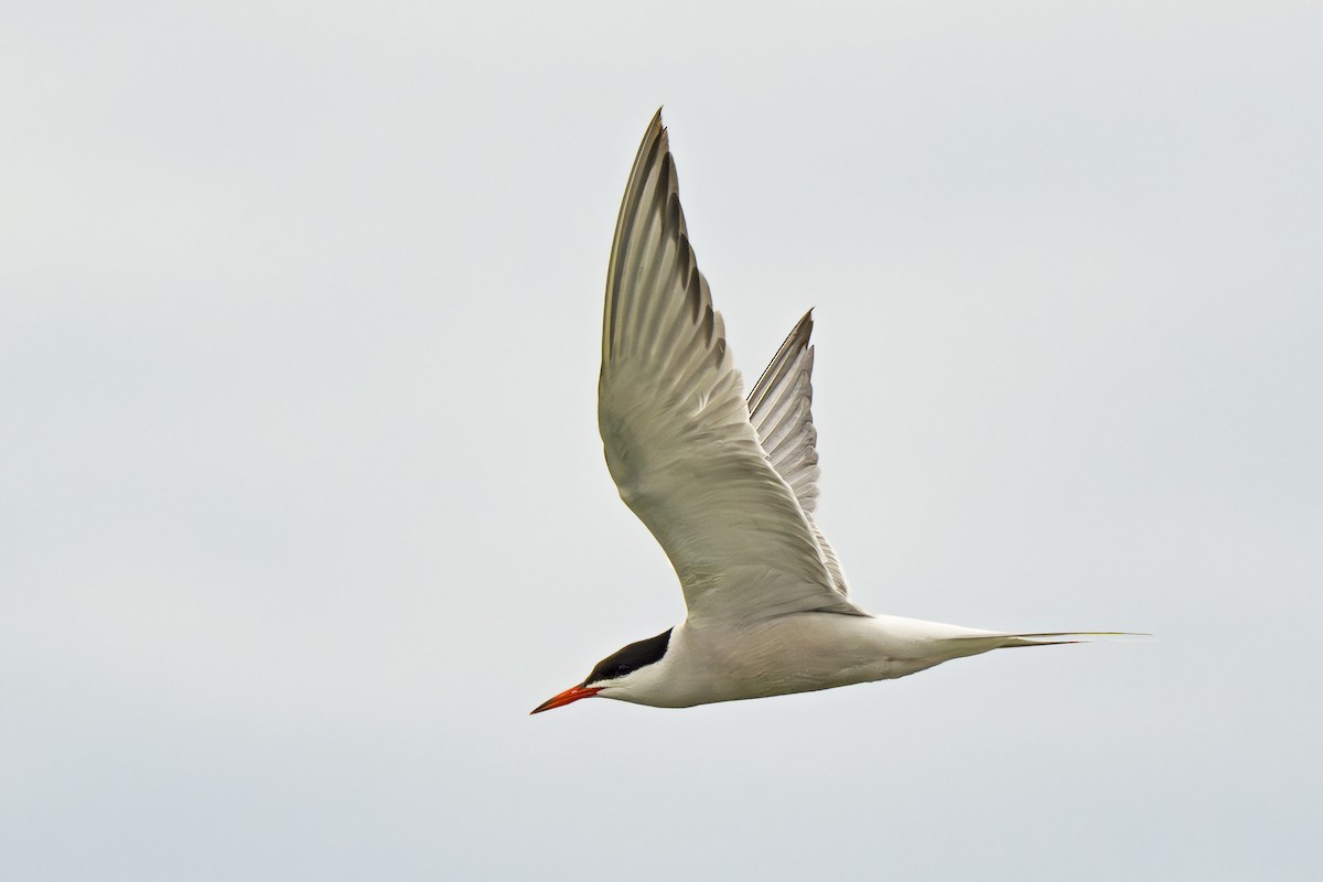 Common Tern - ML621133652