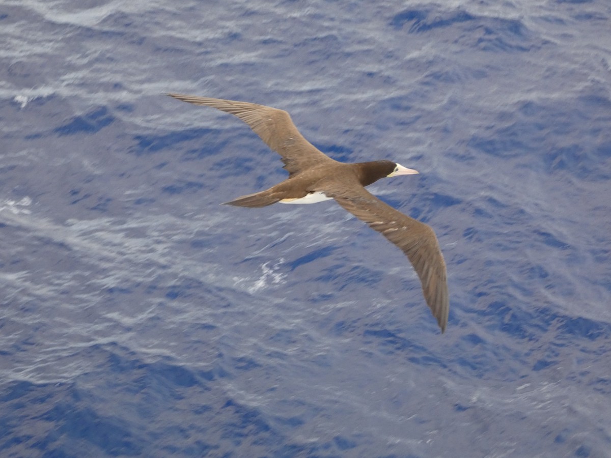 Brown Booby - ML621133654