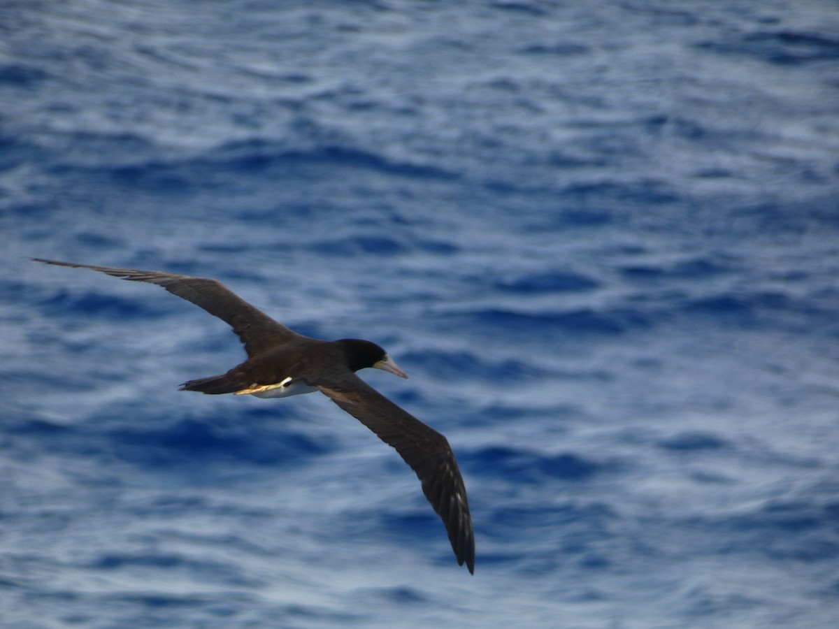 Brown Booby - ML621133655