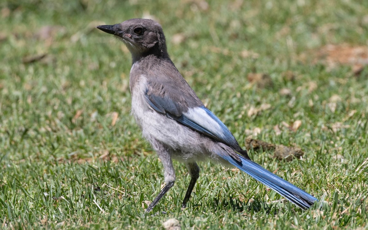 California Scrub-Jay - ML621133674