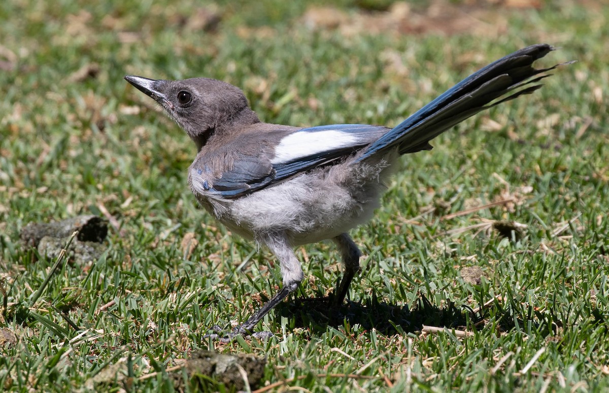 California Scrub-Jay - ML621133675