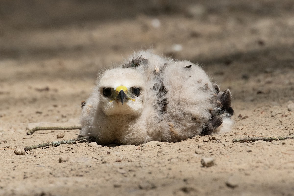 Broad-winged Hawk - ML621133694