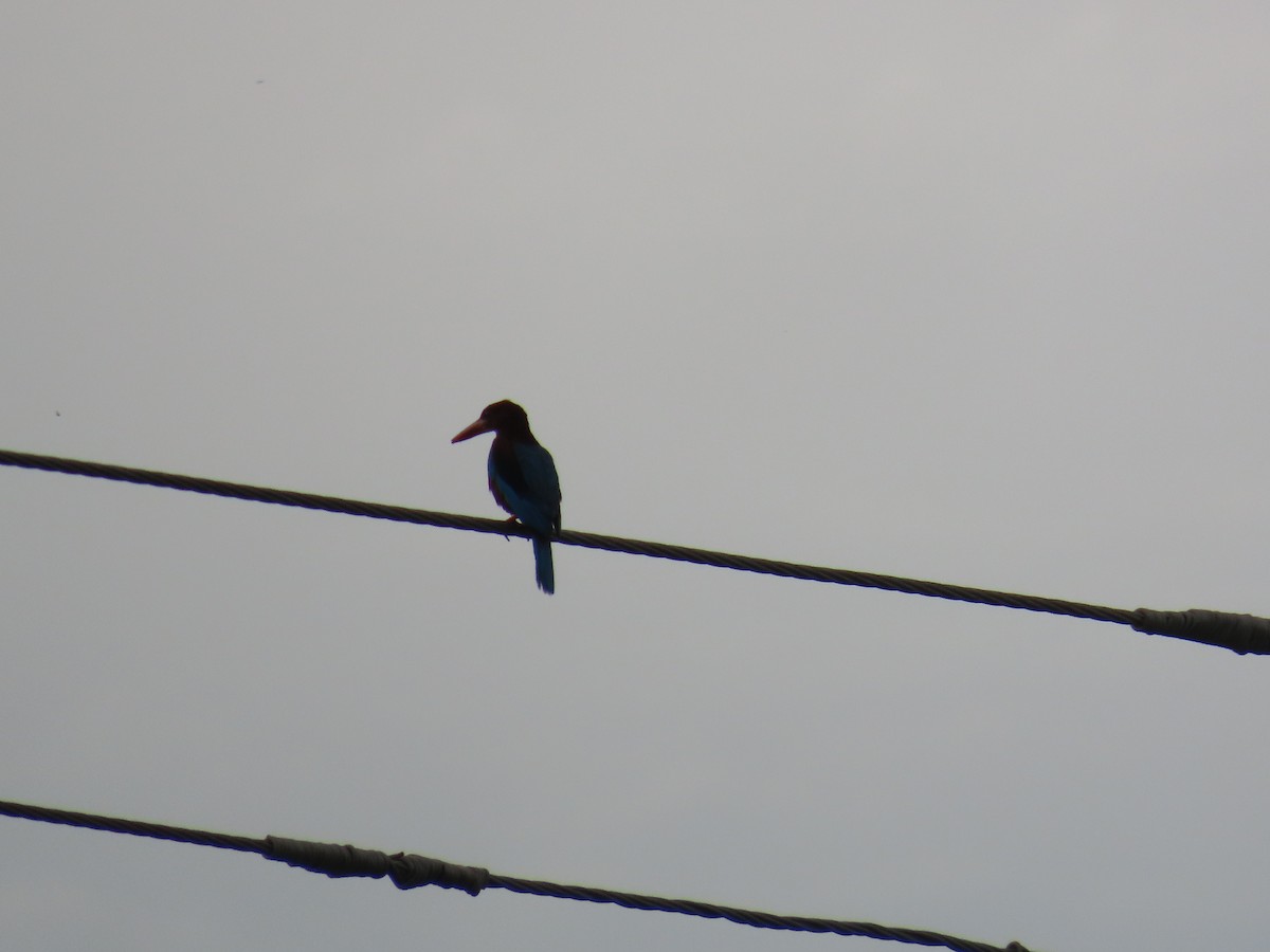 White-throated Kingfisher - ML621133708