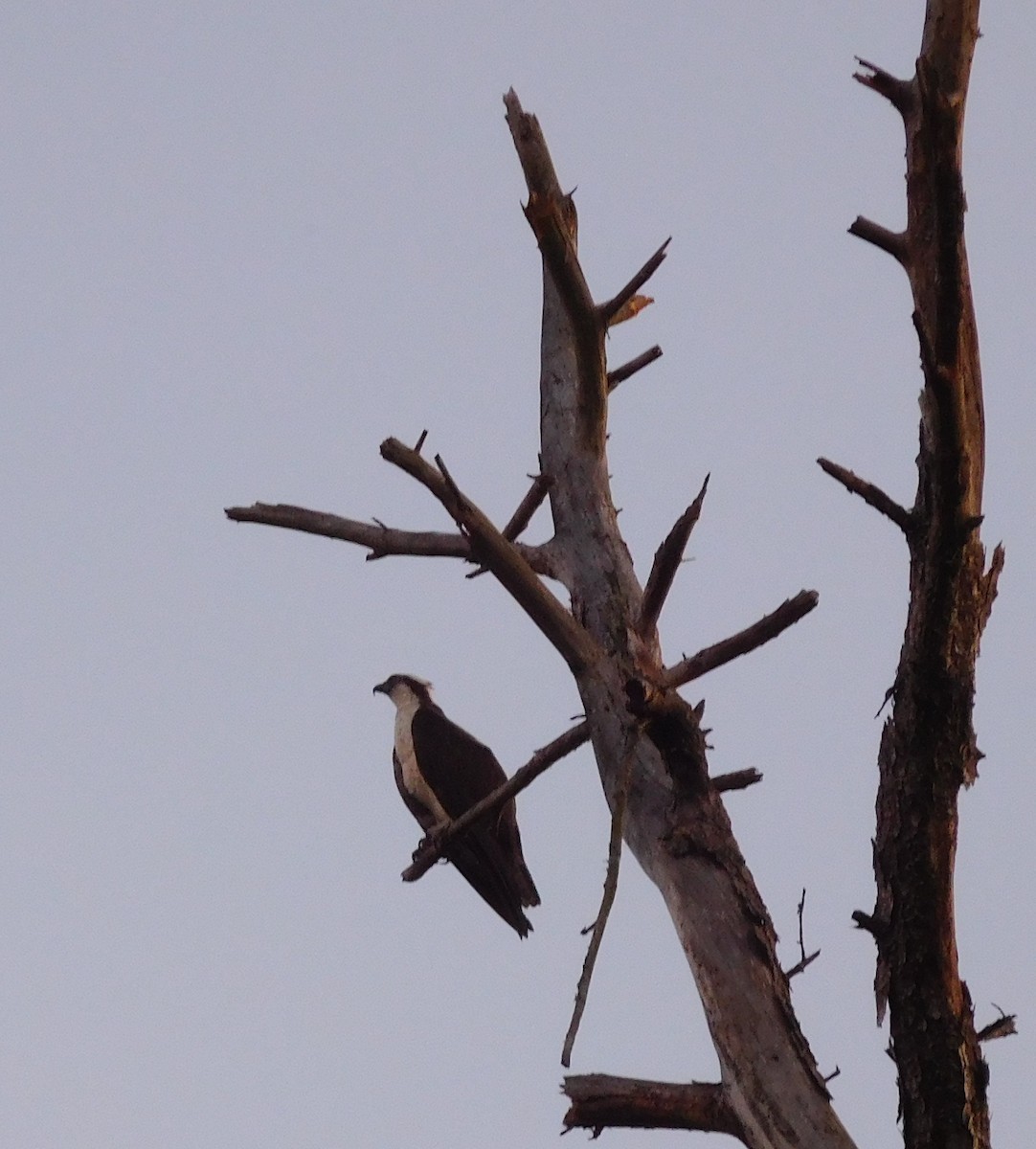 Osprey - ML62113371
